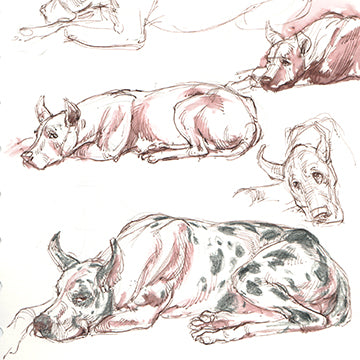 Animal Drawing Part 1